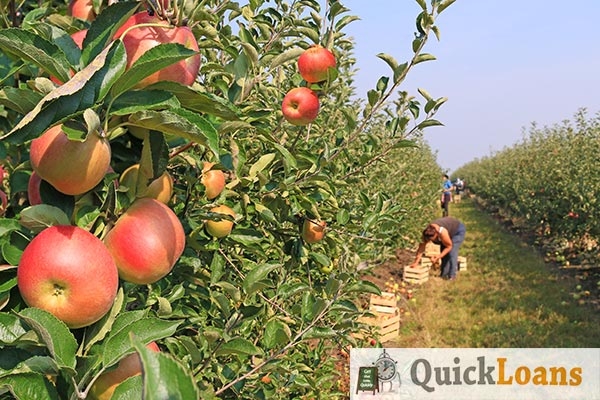 British Fruit Pickers